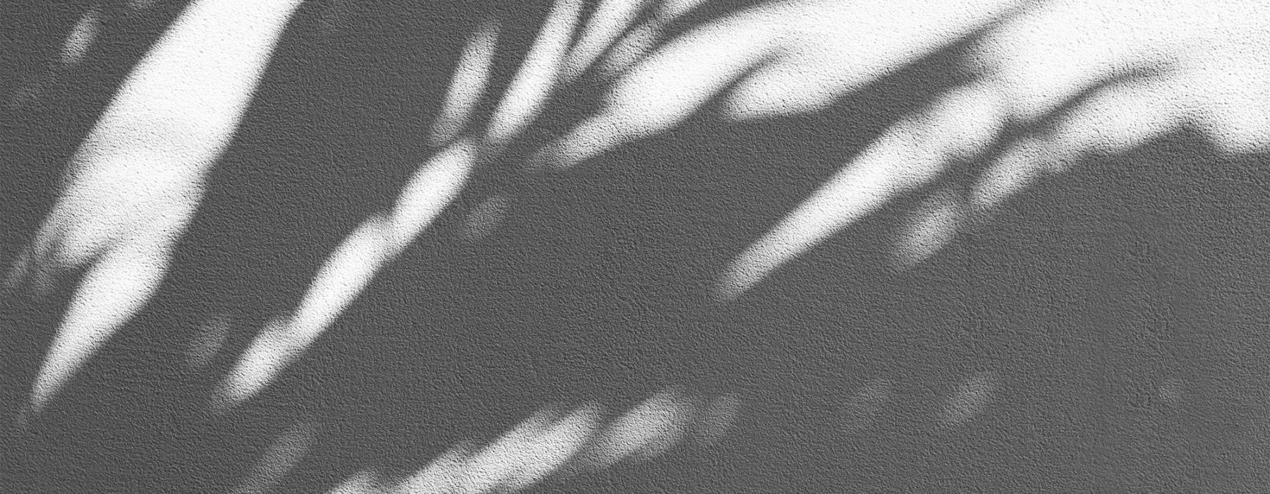 a close-up of palm leaf shadows